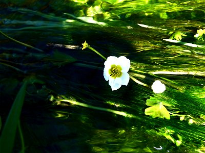 Ranunculus penicillatus (Dumort.) Bab., 1874