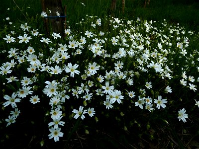 Stellaria holostea L., 1753