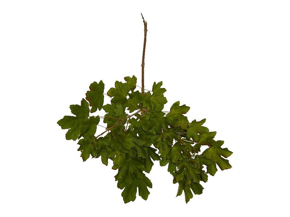 Background leaf leaves