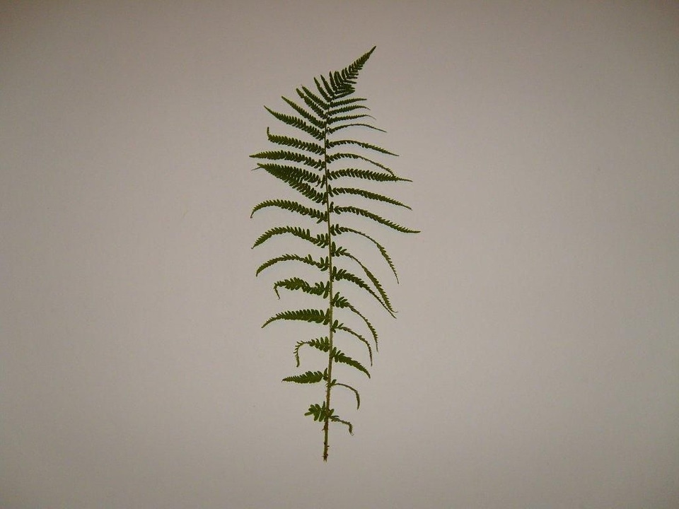 Bouquet leaf leaves