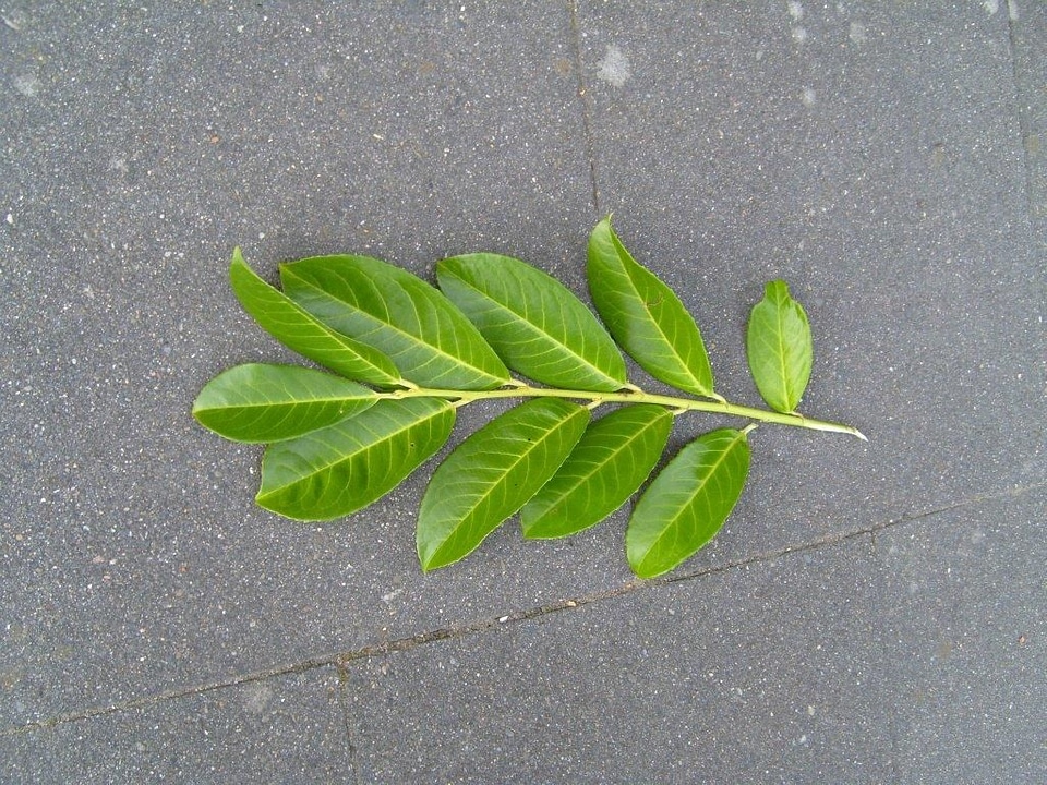 Bouquet leaf leaves