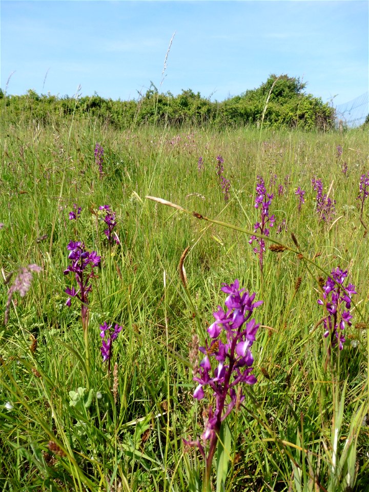 Anacamptis laxiflora (Lam.) R.M.Bateman, Pridgeon & M.W.Chase, 1997