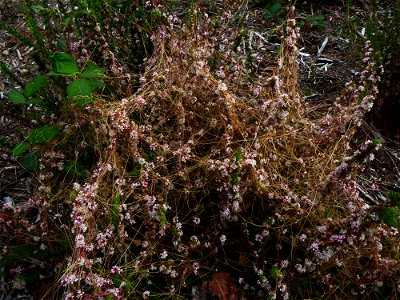 Cuscuta epithymum (L.) L., 1774