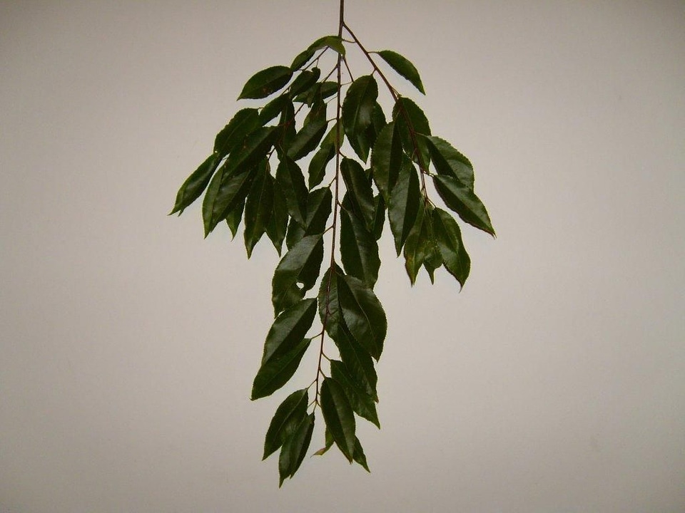 Leaf leaves 