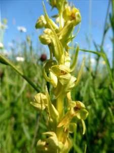 Coeloglossum viride (L.) Hartm., 1820