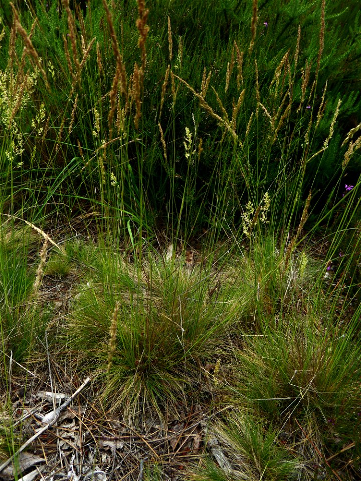 Agrostis curtisii Kerguélen, 1976