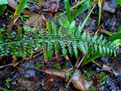 Polystichum aculeatum (L.) Roth, 1799
