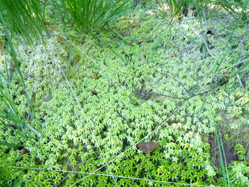 Sphagnum cuspidatum Ehrh. ex Hoffm., 1796
