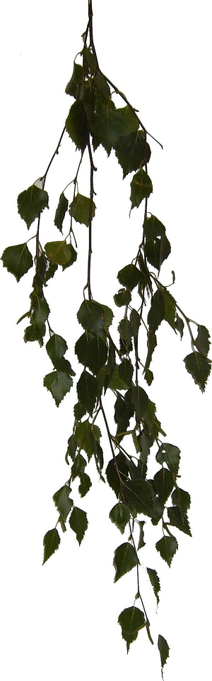 Alpha birch bouquet