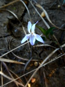 Viola lactea Sm., 1798