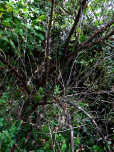 Lonicera etrusca Santi, 1795