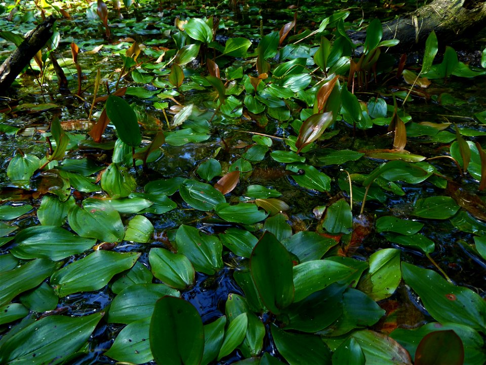 Potamogeton polygonifolius Pourr., 1788