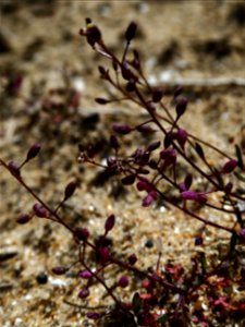 Hornungia procumbens (L.) Hayek, 1925