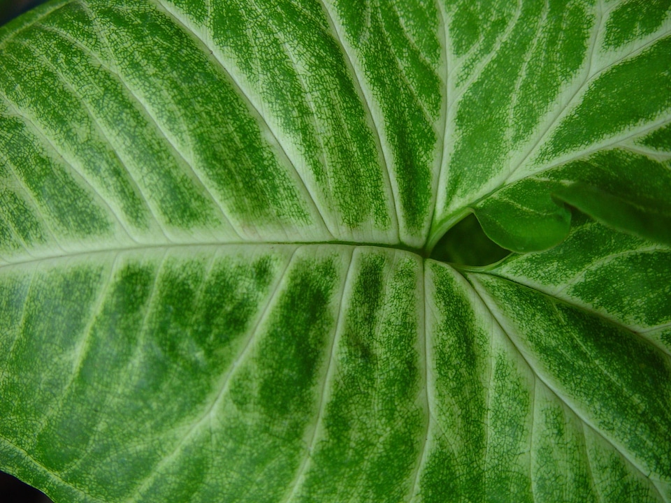 Greenery leaf leaves