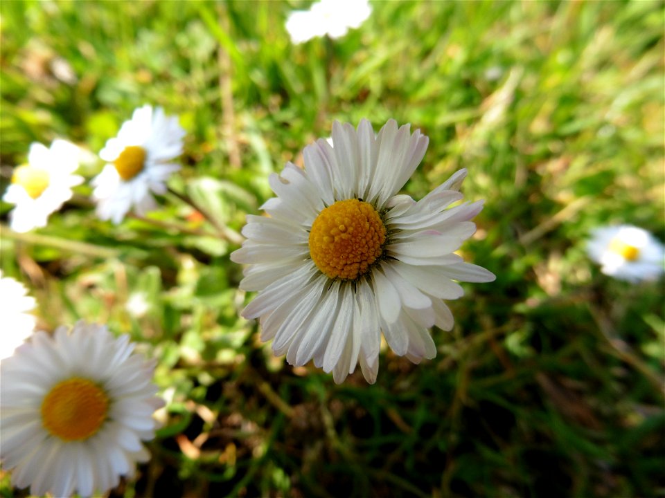 Bellis perennis L., 1753
