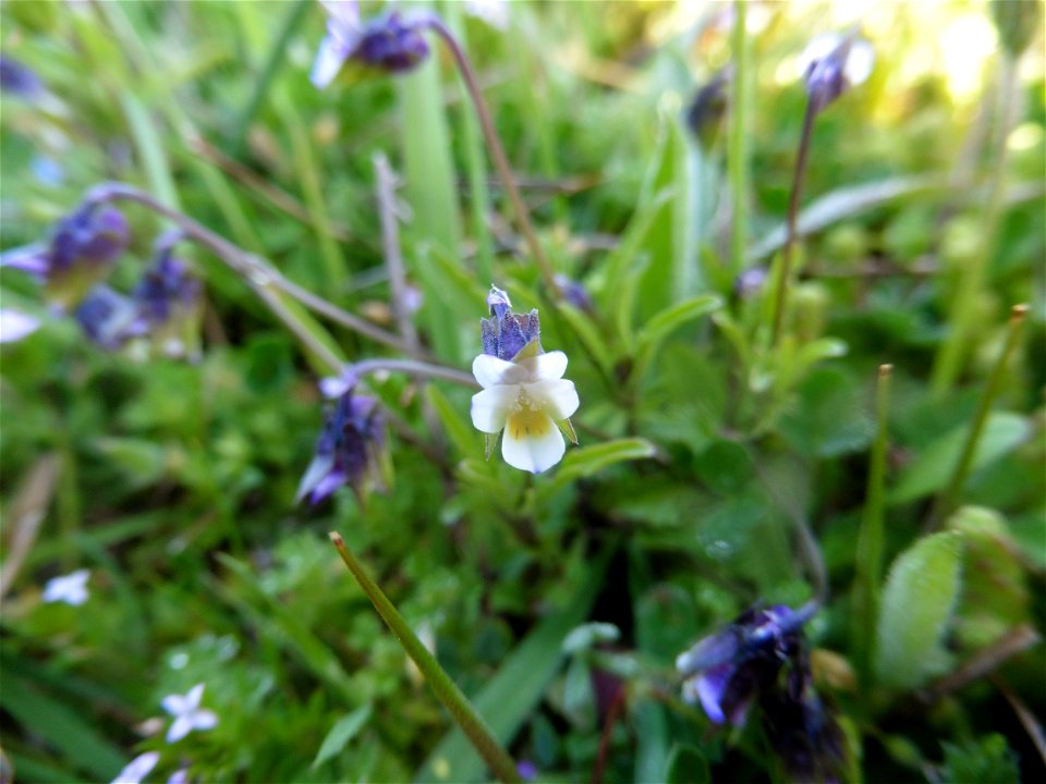 Viola kitaibeliana Schult., 1819