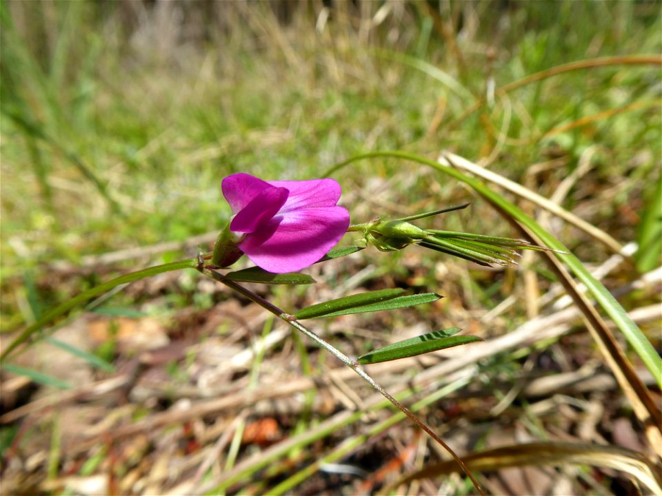 Vicia angustifolia L., 1759
