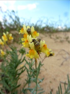 Linaria supina (L.) Chaz., 1790