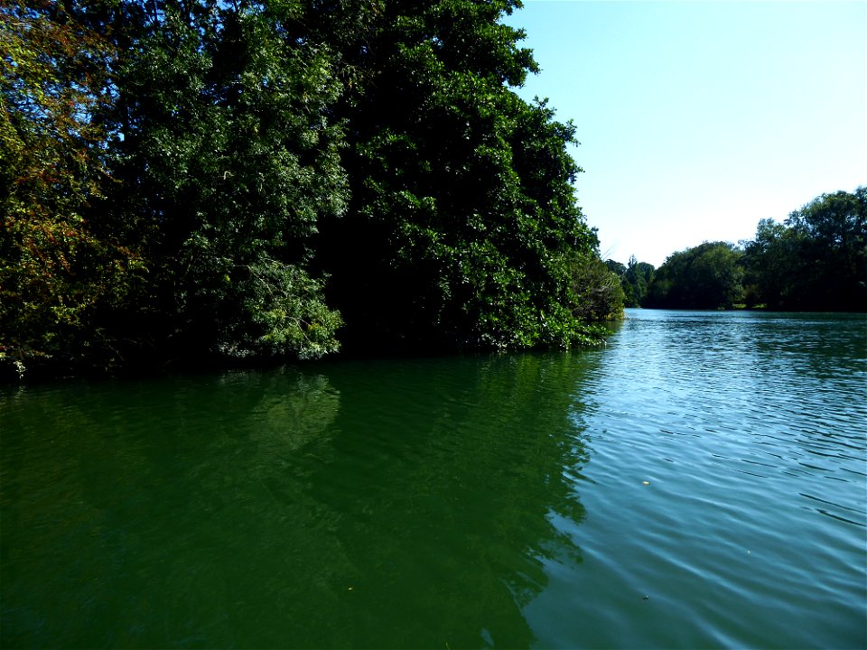 Ripisylves de la Charente