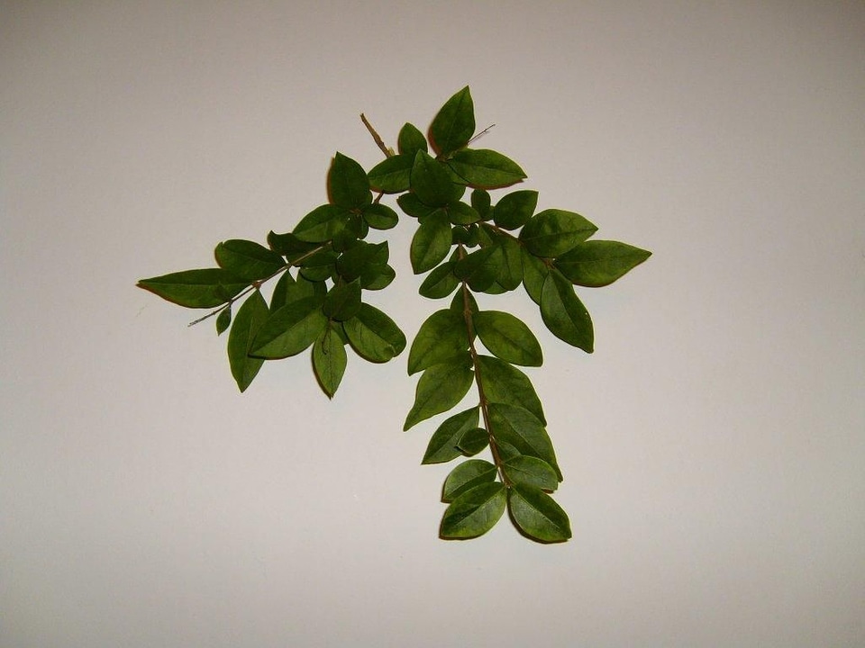 Leaf leaves white