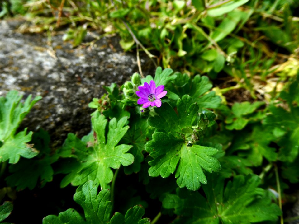 Geranium molle L., 1753