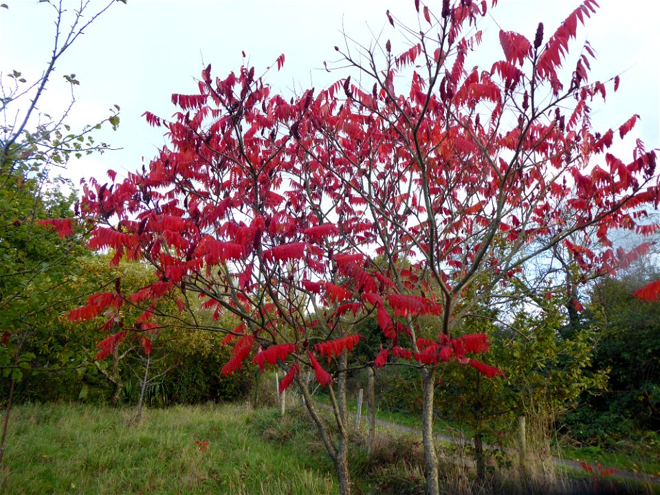 Rhus typhina L., 1756
