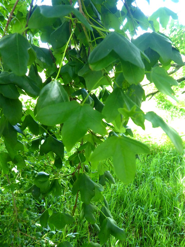 Acer monspessulanum L., 1753