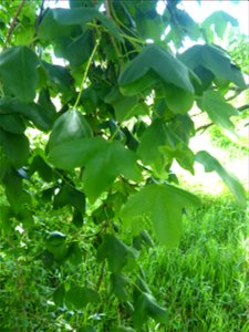 Acer monspessulanum L., 1753