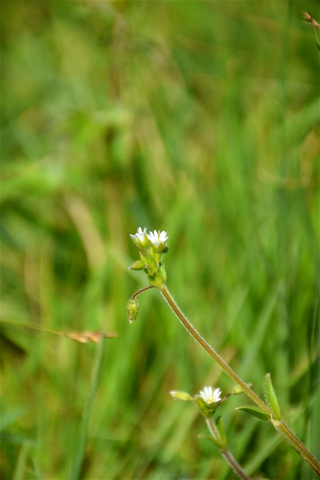 Cerastium glomeratum Thuill., 1799