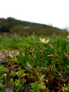 Spergula morisonii Boreau, 1847