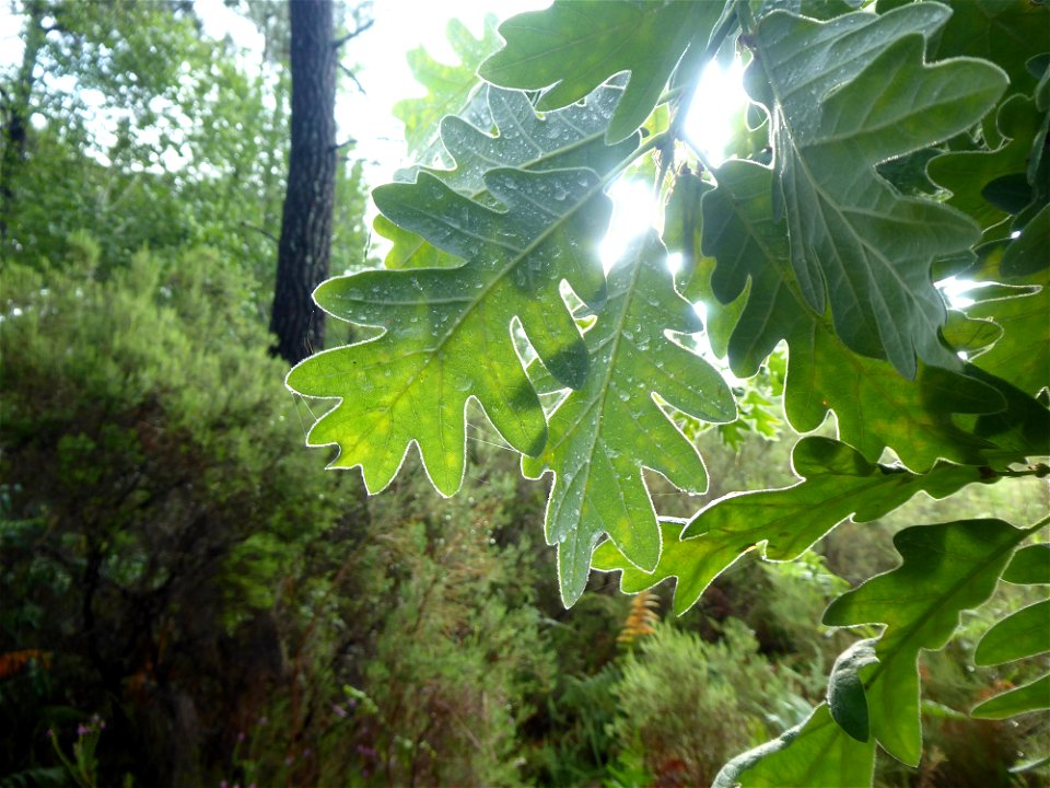 Quercus pyrenaica Willd., 1805