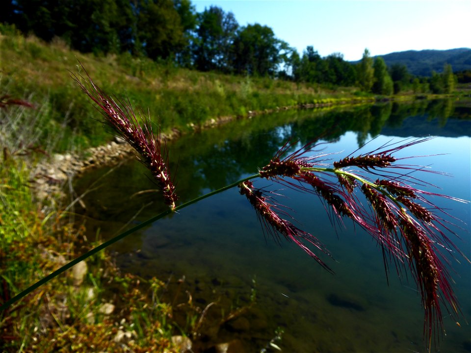 Echinochloa crus-galli (L.) P.Beauv., 1812