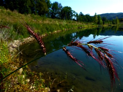 Echinochloa crus-galli (L.) P.Beauv., 1812