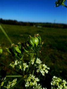 Heracleum sphondylium L., 1753