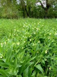 Symphytum officinale L., 1753