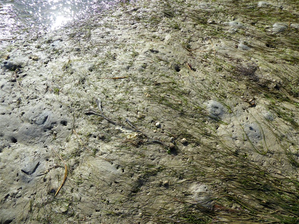 Zostera noltei Hornem., 1832