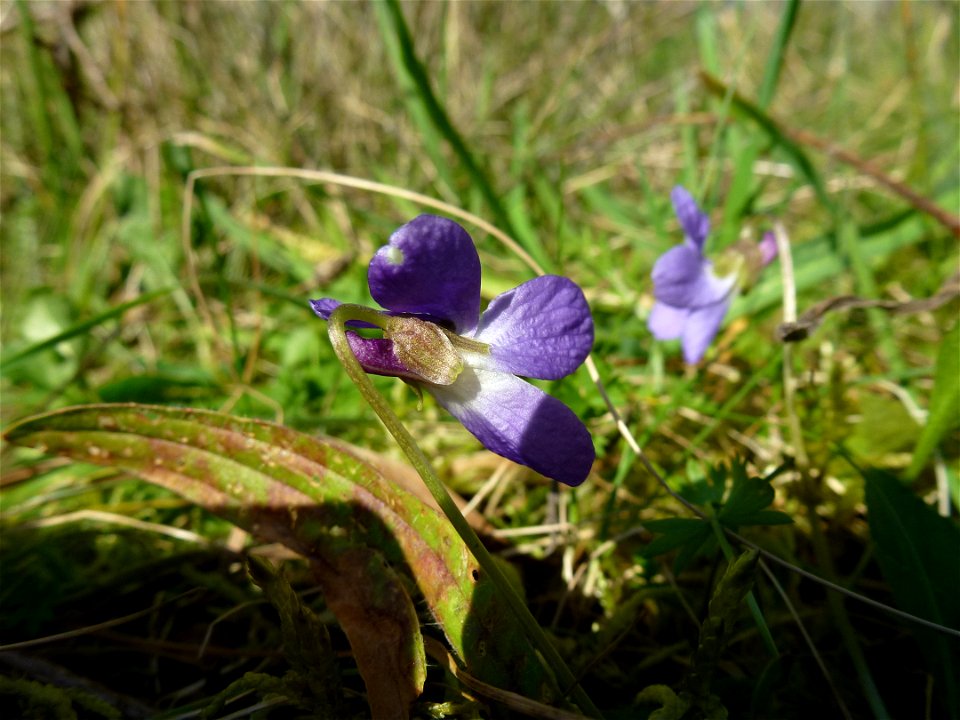 Viola odorata L., 1753