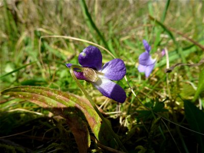 Viola odorata L., 1753