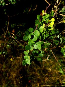 Cytisophyllum sessilifolium (L.) O.Lang, 1843