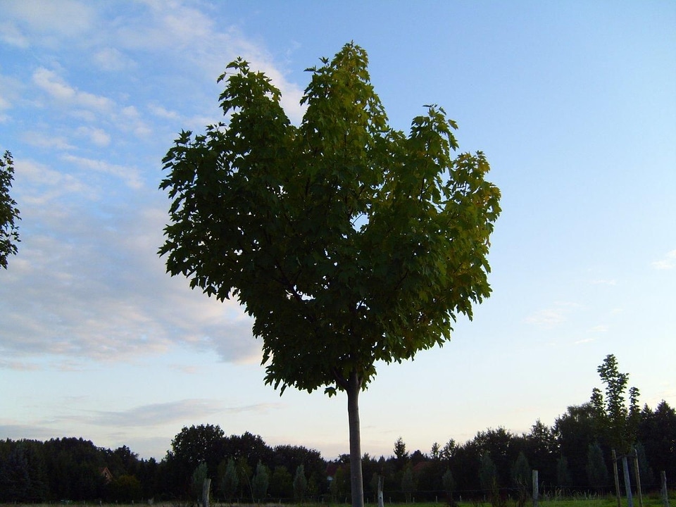 Full structure tree