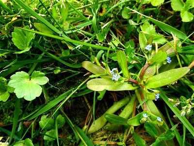 Myosotis sicula Guss., 1843