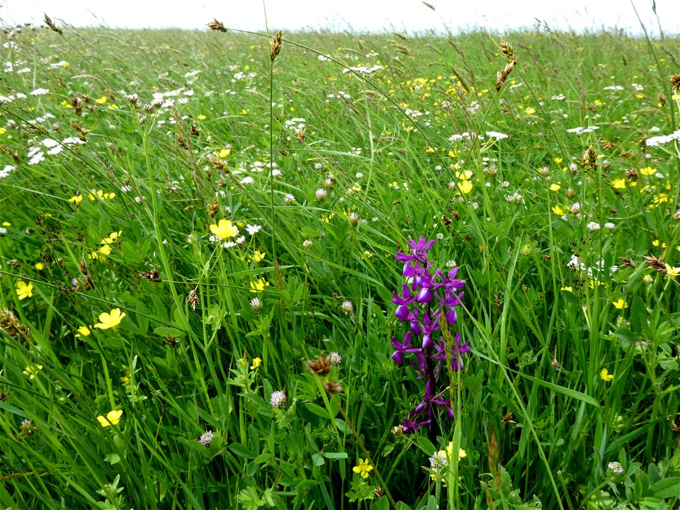 Anacamptis laxiflora (Lam.) R.M.Bateman, Pridgeon & M.W.Chase, 1997
