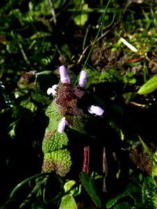 Lamium purpureum L., 1753