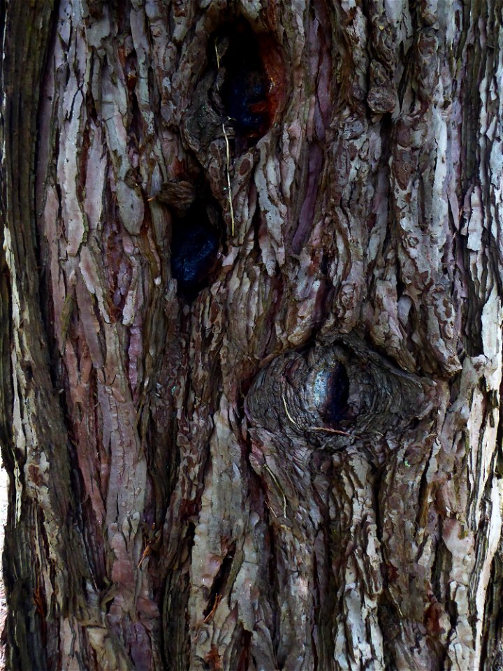 Sequoiadendron giganteum (Lindl.) J.Buchholz, 1939
