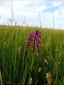 Anacamptis laxiflora (Lam.) R.M.Bateman, Pridgeon & M.W.Chase, 1997 photo