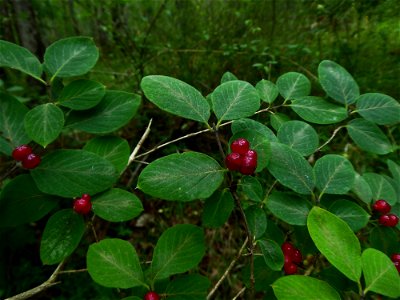 Lonicera xylosteum L., 1753