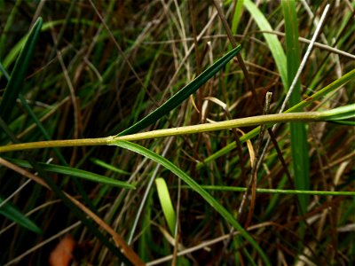 Gentiana pneumonanthe L., 1753