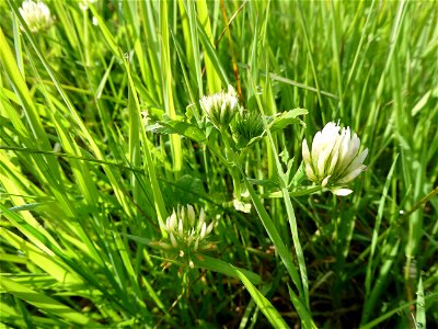 Trifolium michelianum Savi, 1798