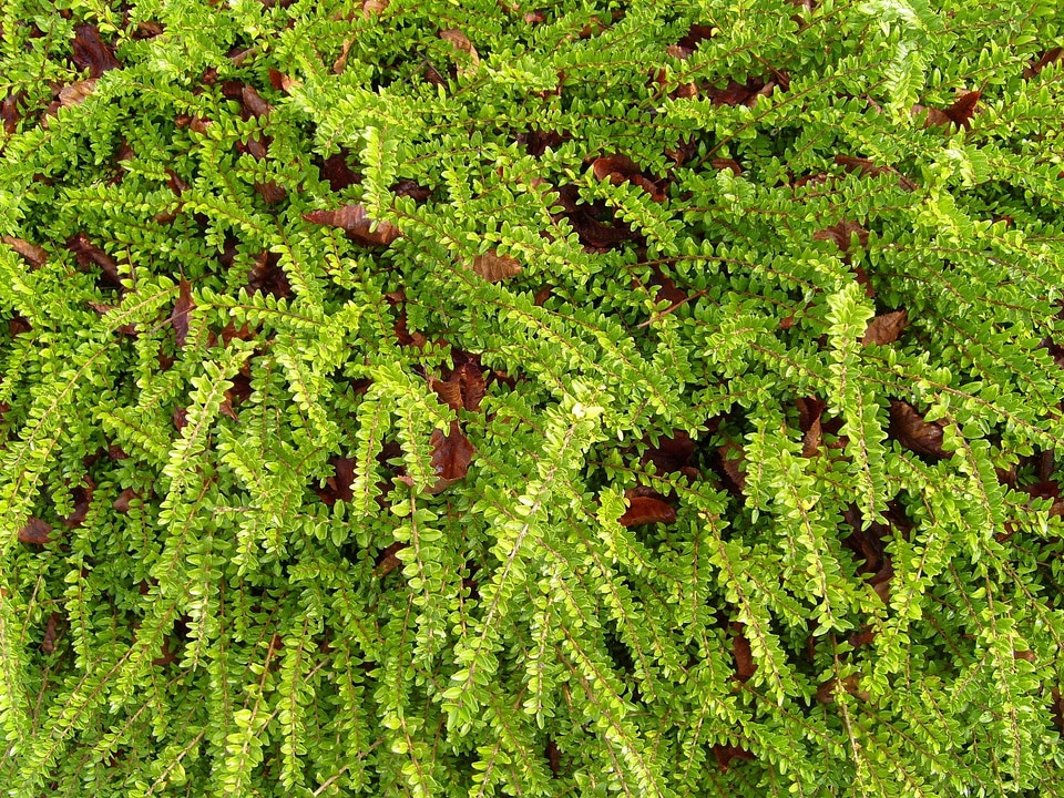 Background greenery structure