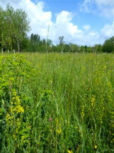 Prairie mésohygrophile remarquable
